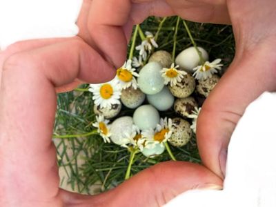 Quail eggs!!!!!!