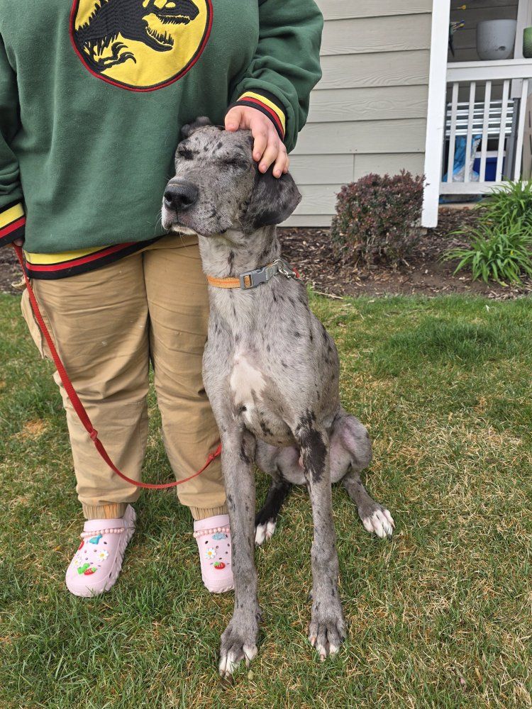 Great Dane 11 month old puppy