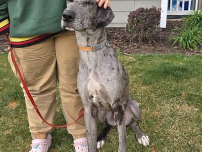Great Dane 11 month old puppy