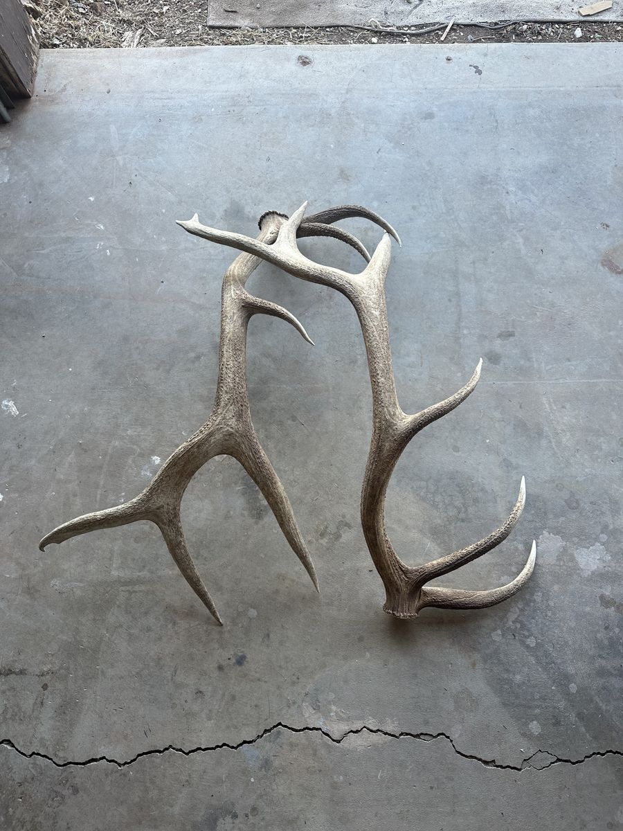 Elk Antlers