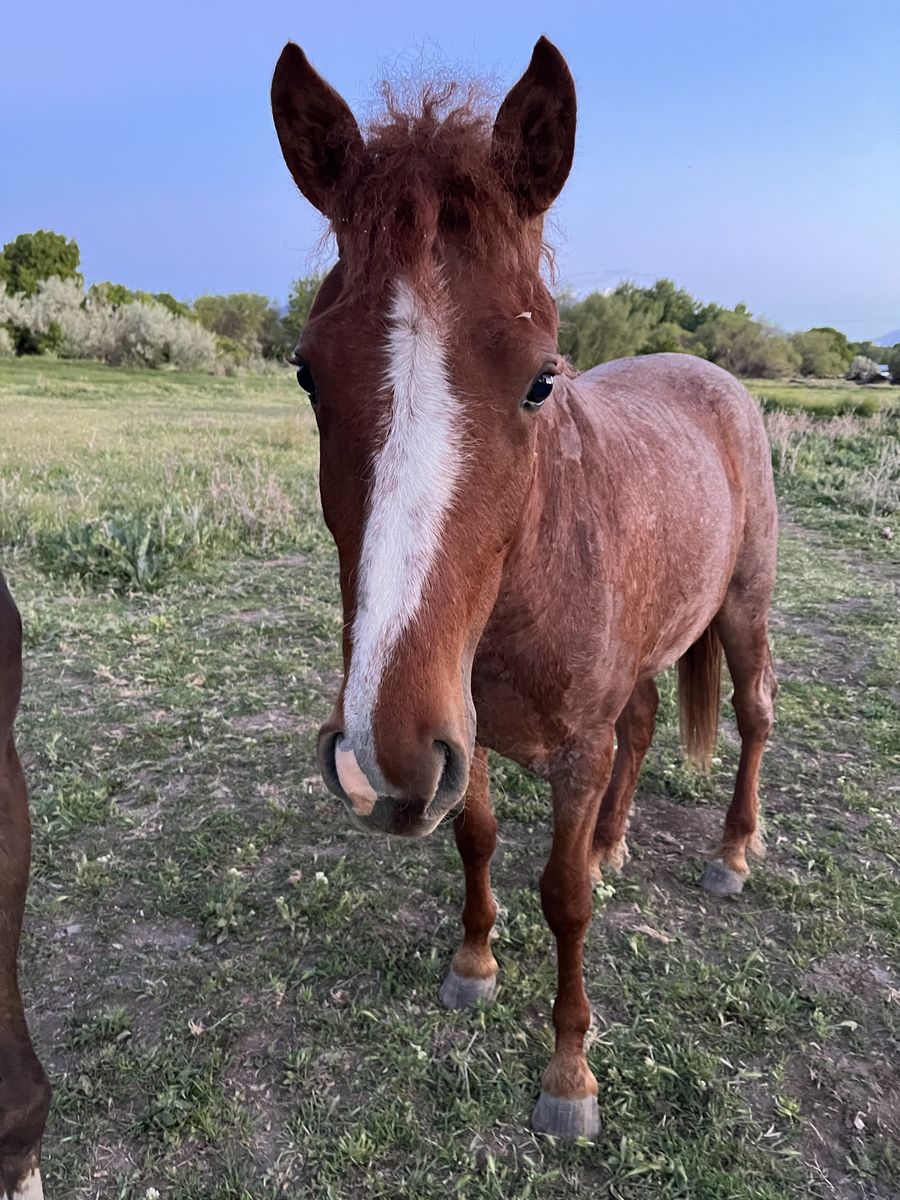 Curly Haired Fox Trotter Filly