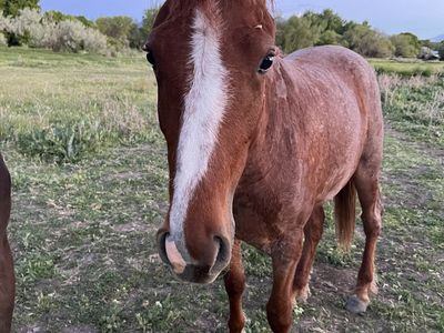 Curly Haired Fox Trotter Filly