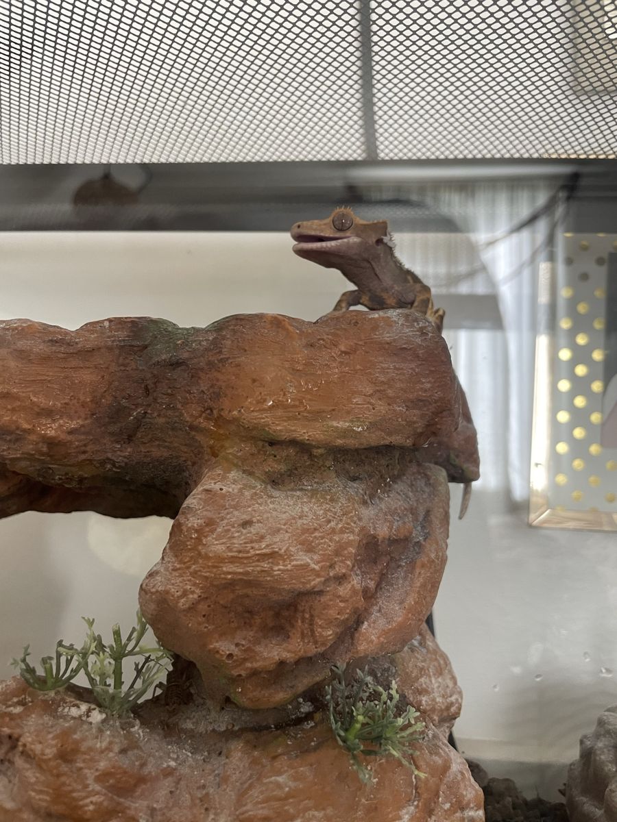 Pet Crested Gecko with Enclosure, Accessories, Live Animal