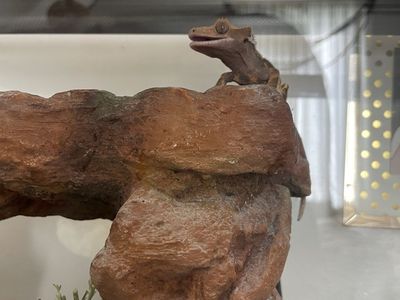 Pet Crested Gecko with Enclosure, Accessories, Live Animal