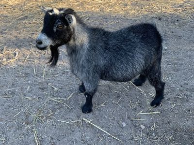 Registered Pygmy doe