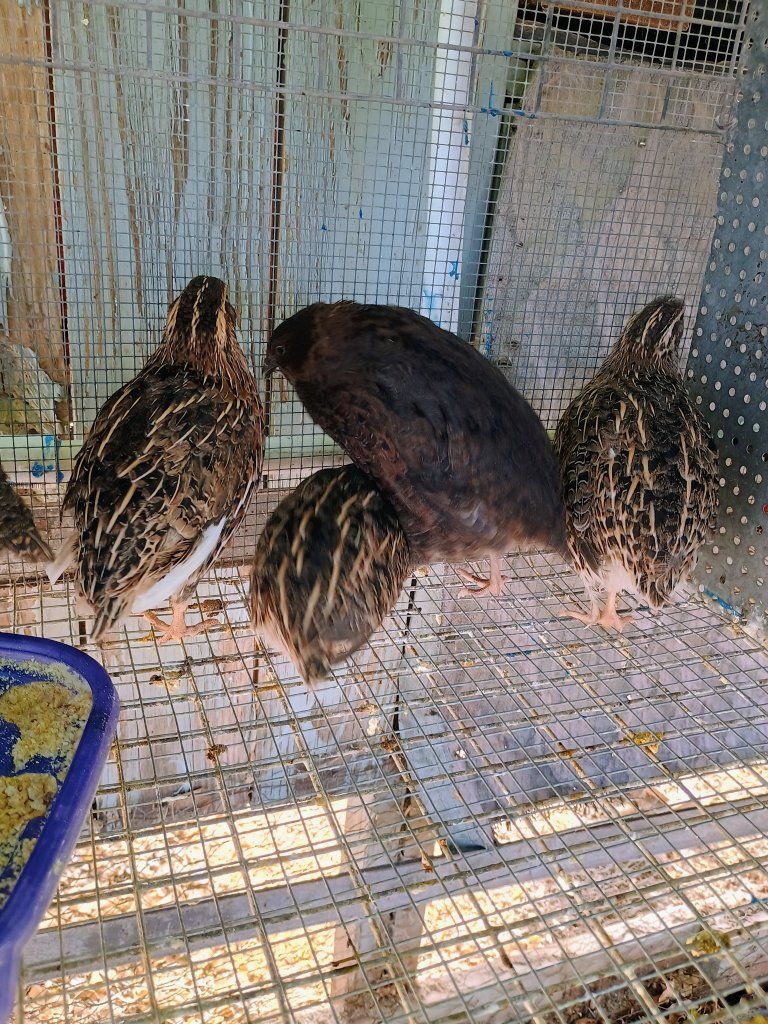 Female Coturnix quail -8 wks old