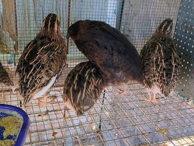 Female Coturnix quail -8 wks old