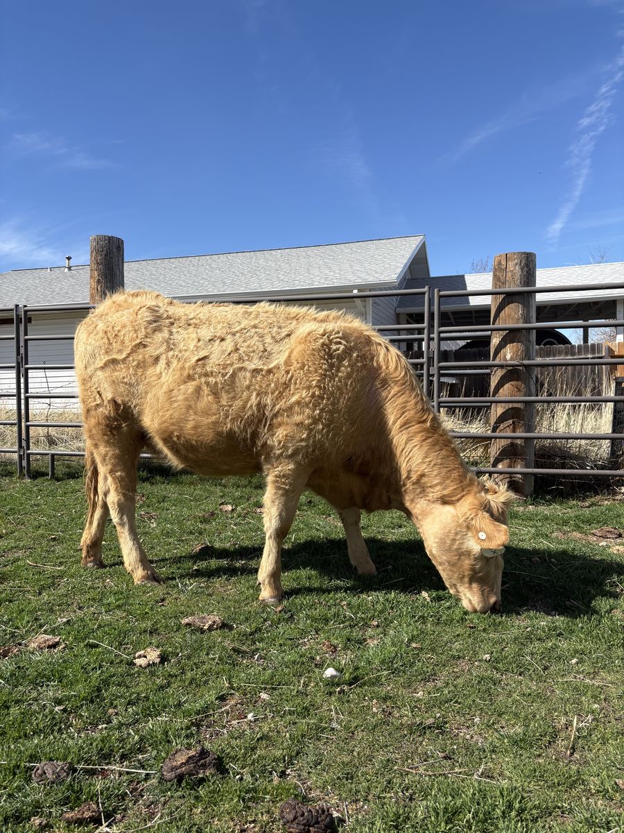 Bred Charolais Red Angus Heifer
