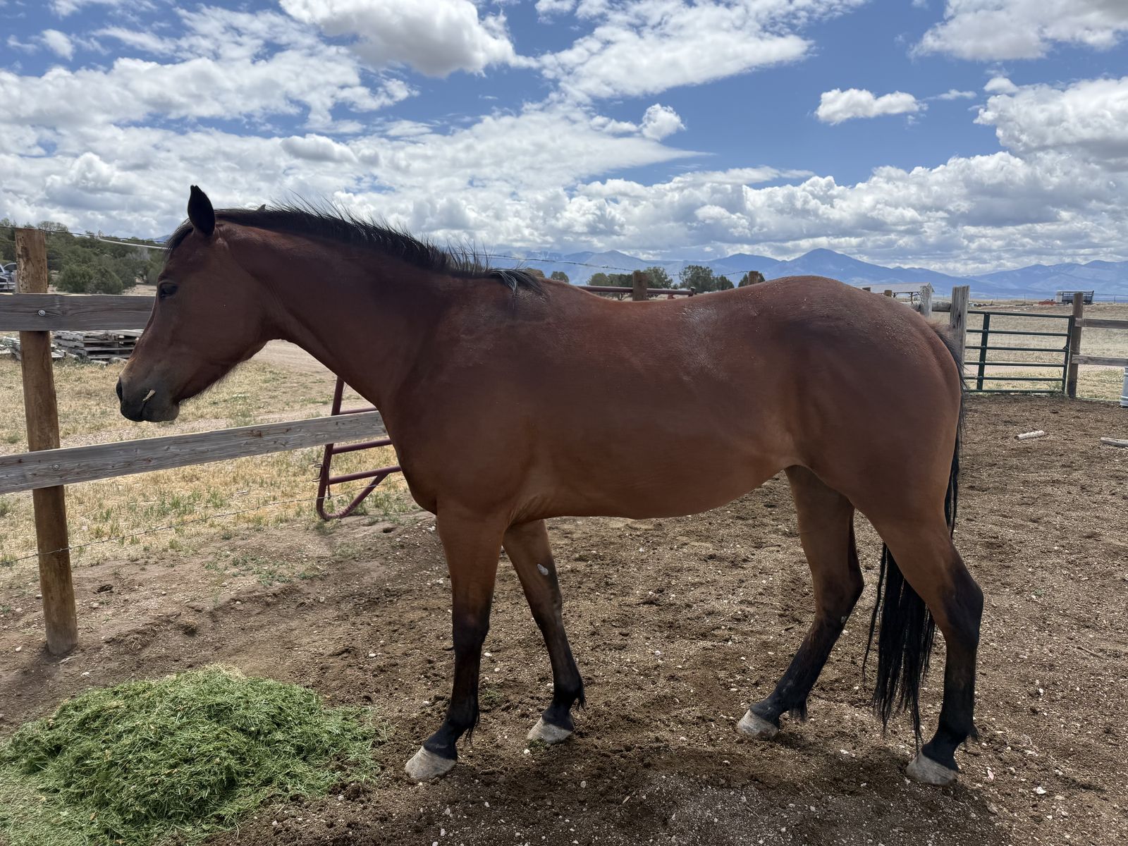 quarter horse 4 year old filly