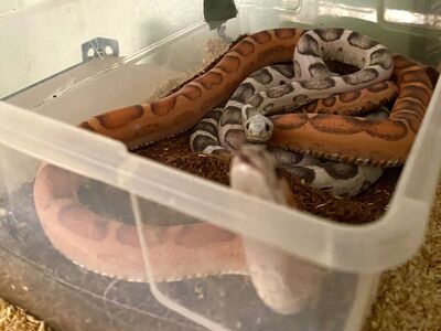 2 Scaleless Corn Snakes - Breeding Pair with enclosure!