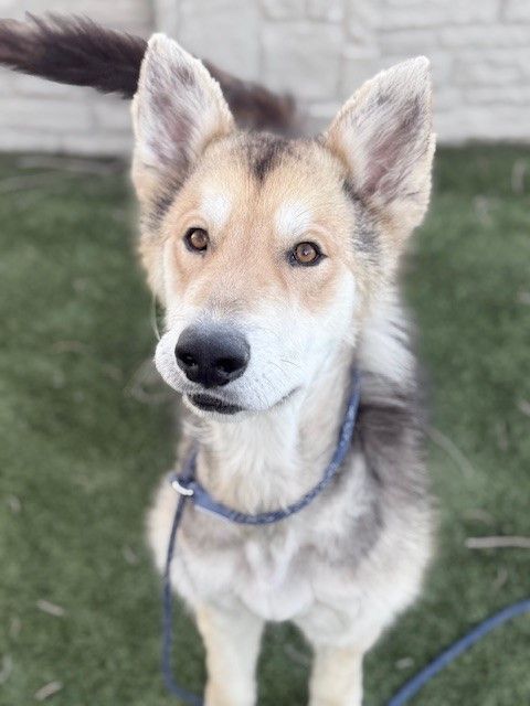 A159200 Elliot is Available for Adoption!