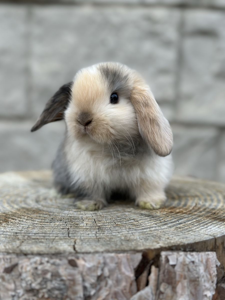 Harlequin Holland Lop Baby Boy