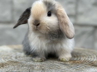 Harlequin Holland Lop Baby Boy