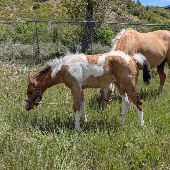 Buckskin paint filly, born March 24