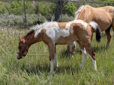 Buckskin paint filly, born March 24