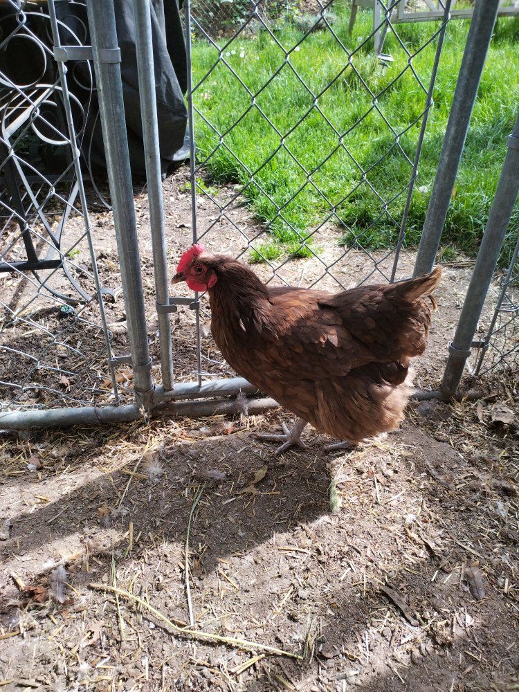 4 10 months old hens chickens