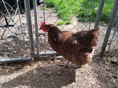 4 10 months old hens chickens