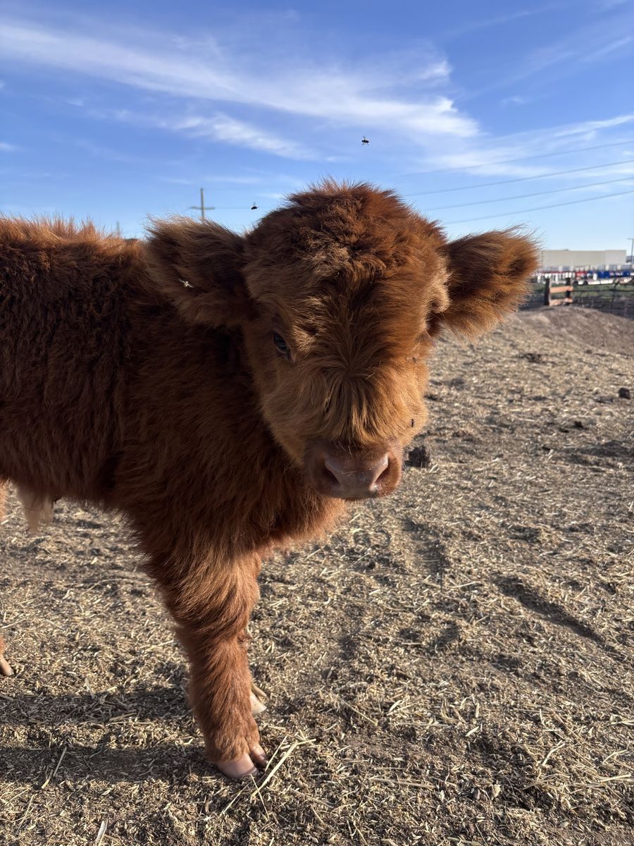 Adorable Highland Bull Calves for Sale