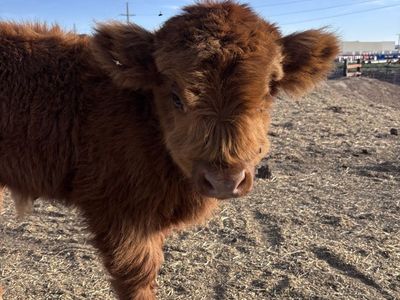 Adorable Highland Bull Calves for Sale