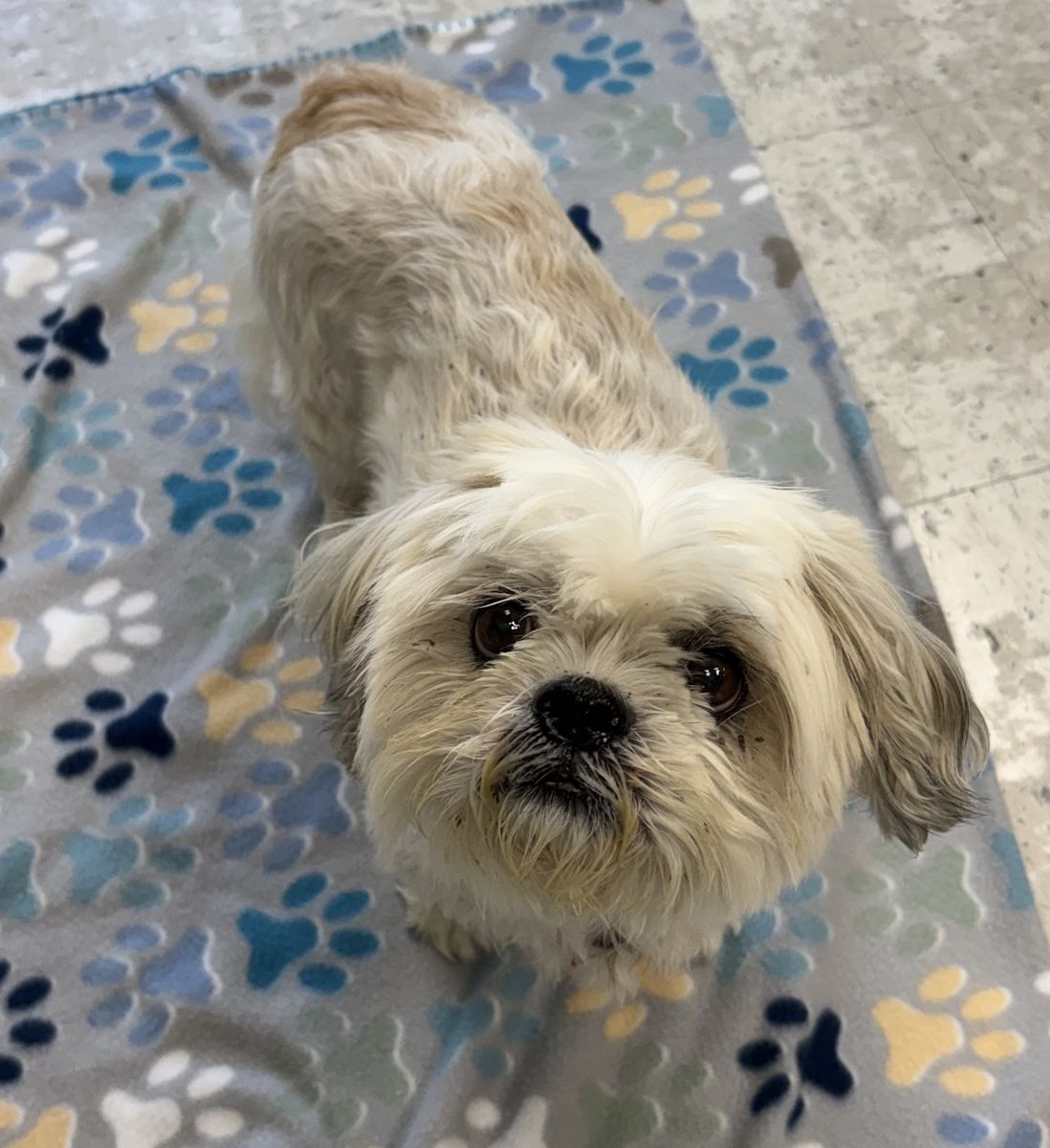 A164942 Mew is Available for Adoption!