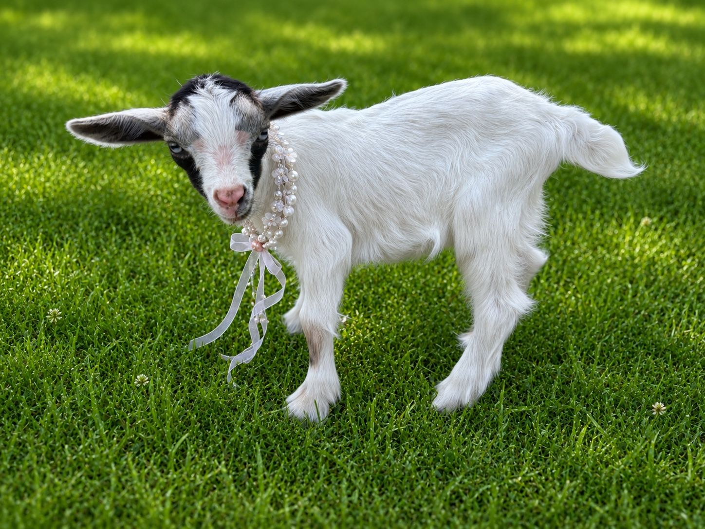 Polled Blue Eyed Nigerian dwarf baby doe