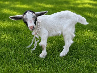 Polled Blue Eyed Nigerian dwarf baby doe