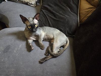 Bambino Sphynx for stud