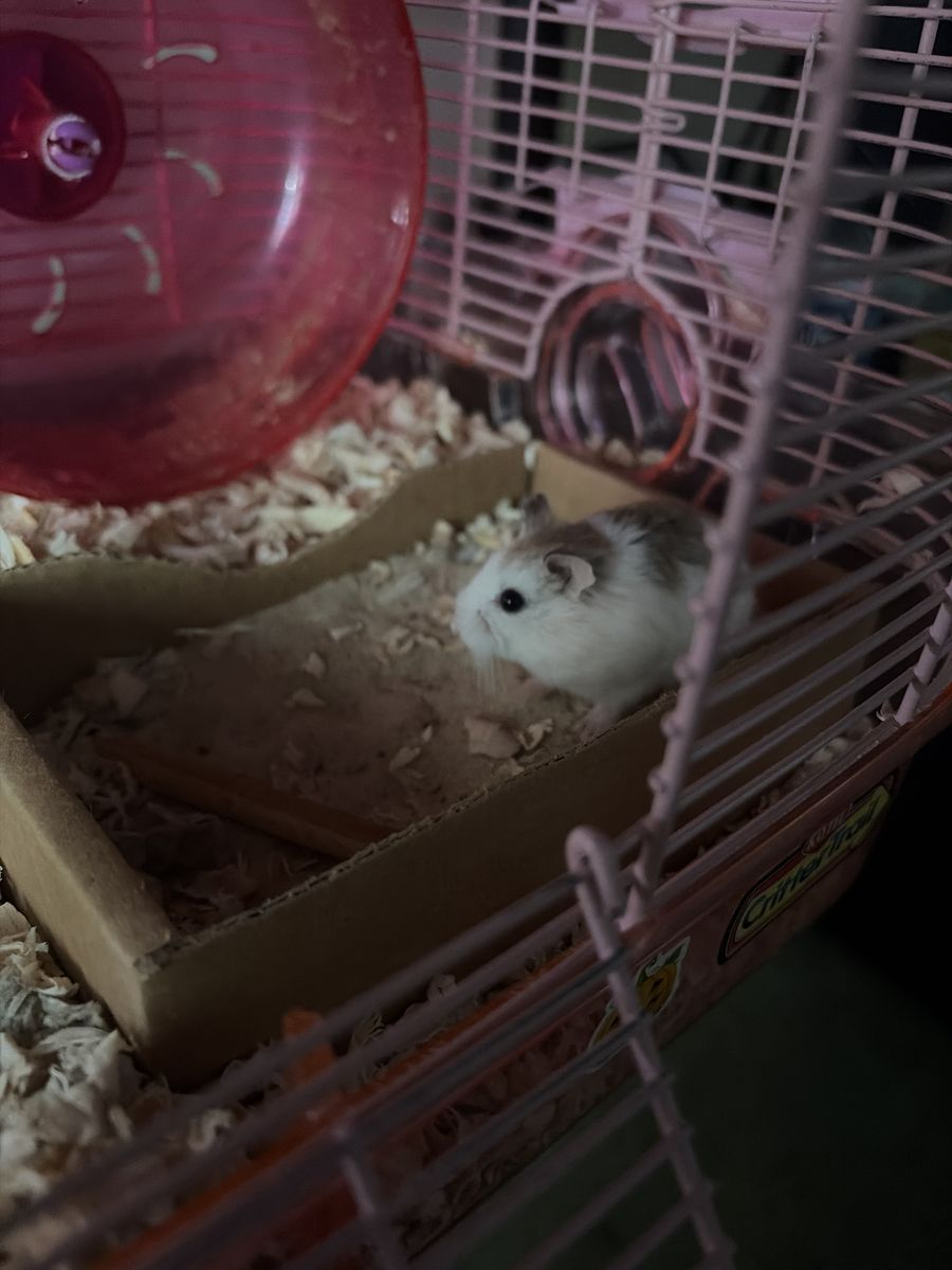 Male roborovski hamster