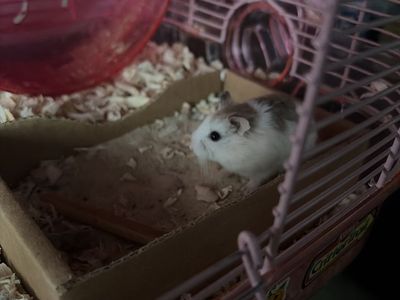 Male roborovski hamster