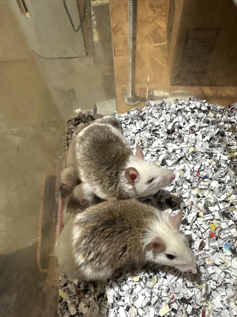 Feeder Rats, Snake Food ASF Rats