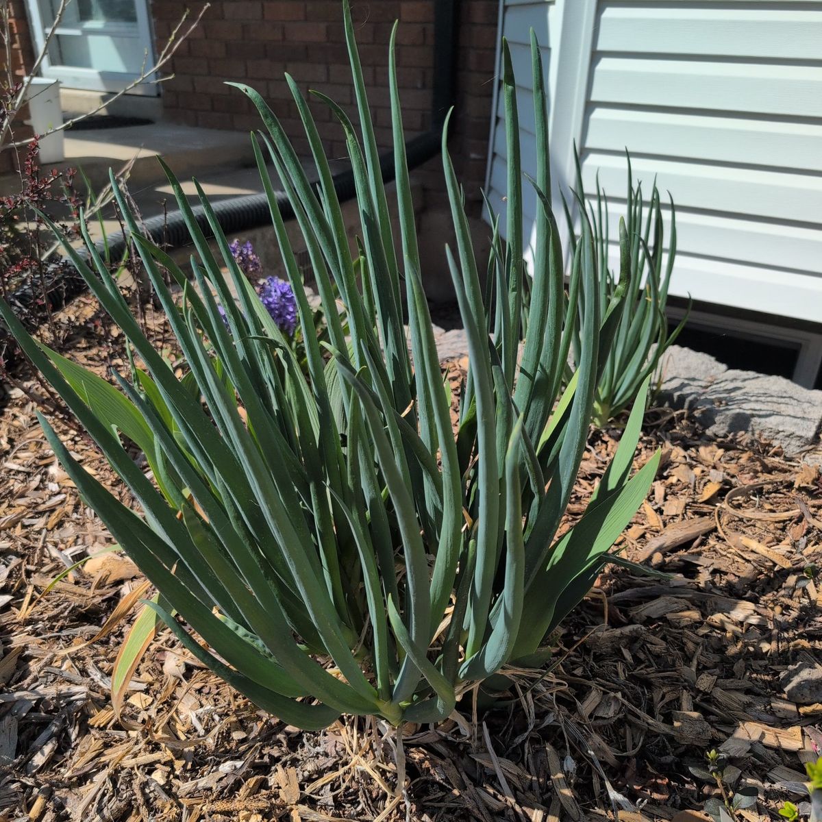 spring onions - Egyptian walking