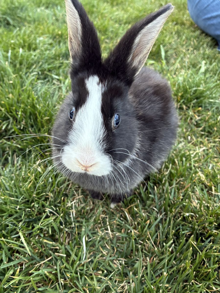 2 month old Mini T-Rex baby bunny