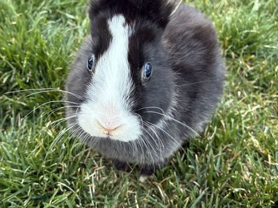 2 month old Mini T-Rex baby bunny