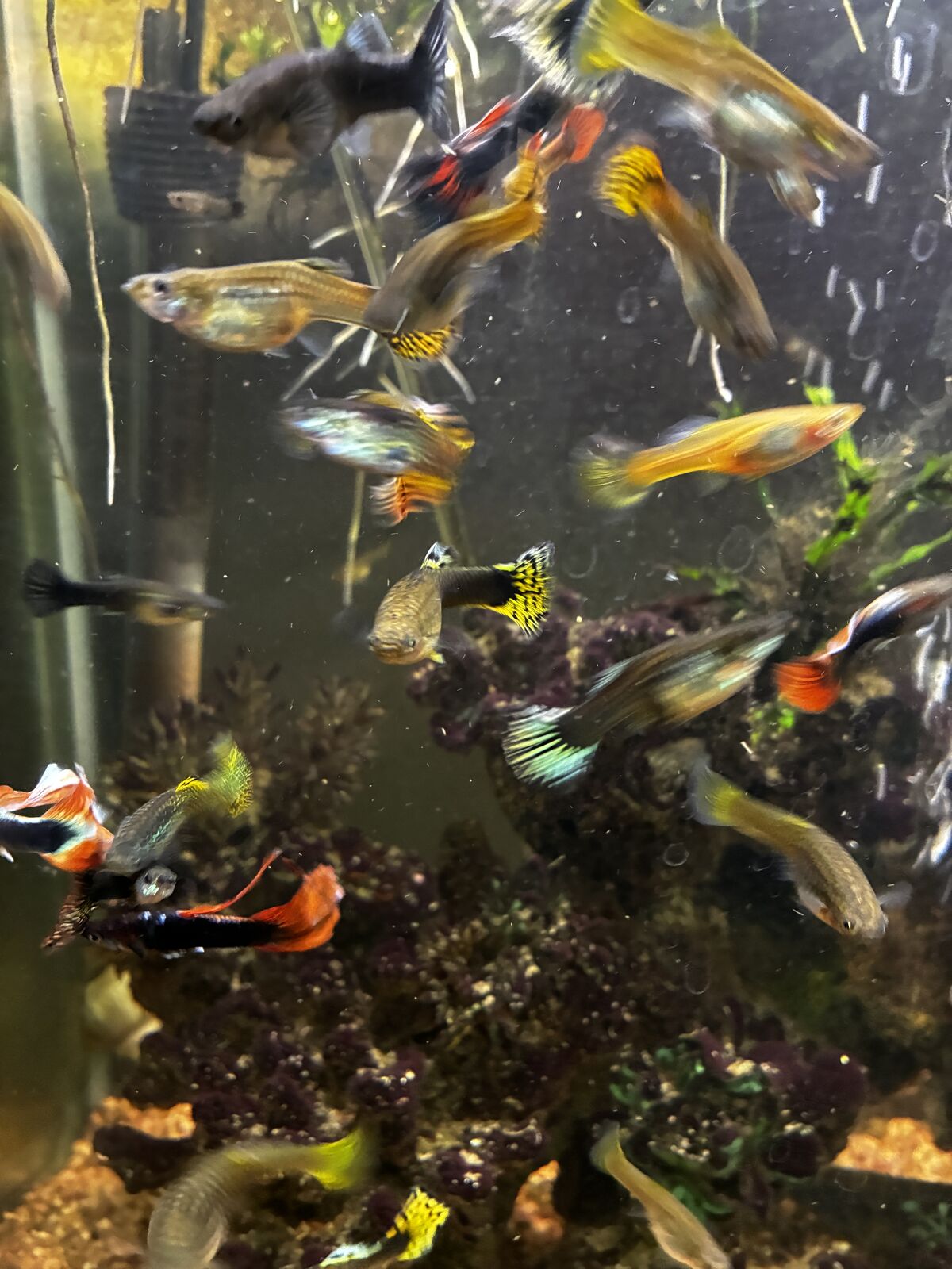 Healthy Guppies Fish Live Animals Aquarium Pets Supplies