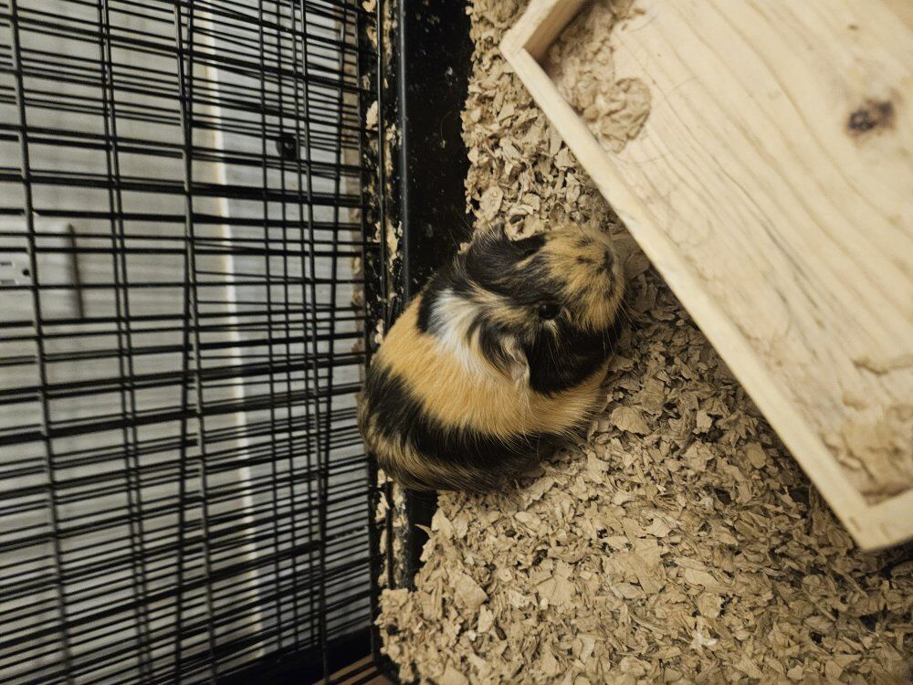 two female guinea pigs with cage