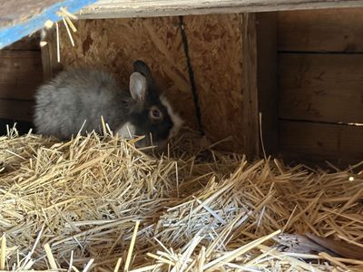 Female Lionhead Bunnies - Cute & Fluffy Rabbits