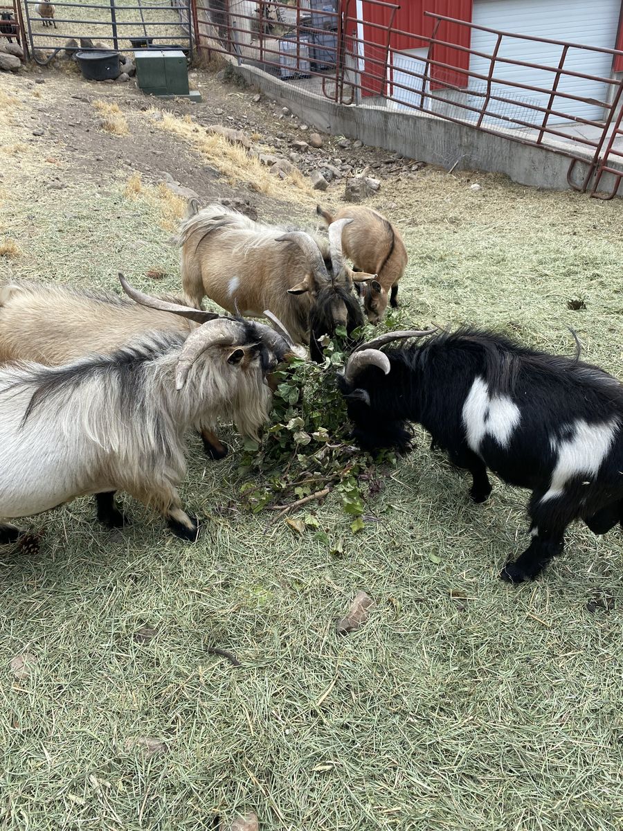 Nigerian Dwarf Rams