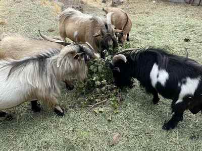 Nigerian Dwarf Rams