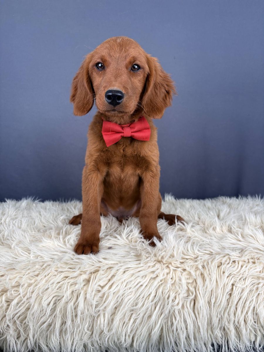 4 mo Mini Golden Retriever (Male)