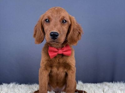 4 mo Mini Golden Retriever (Male)