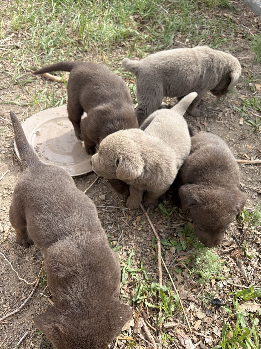 AKC Lab Puppies