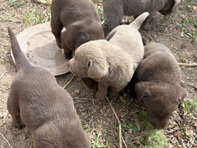 AKC Lab Puppies