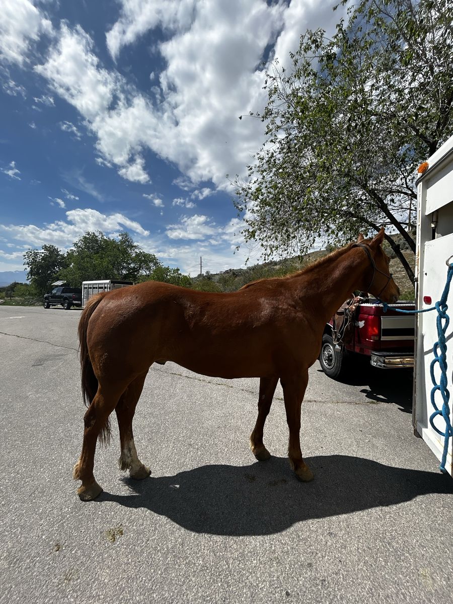 2016 AQHA Gelding – Driftersditodiamond