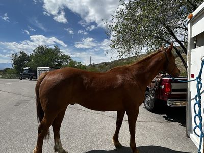 2016 AQHA Gelding – Driftersditodiamond