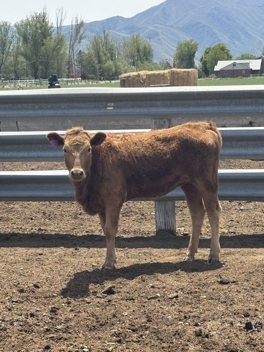 Yearling Heifer
