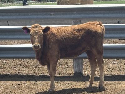 Yearling Heifer
