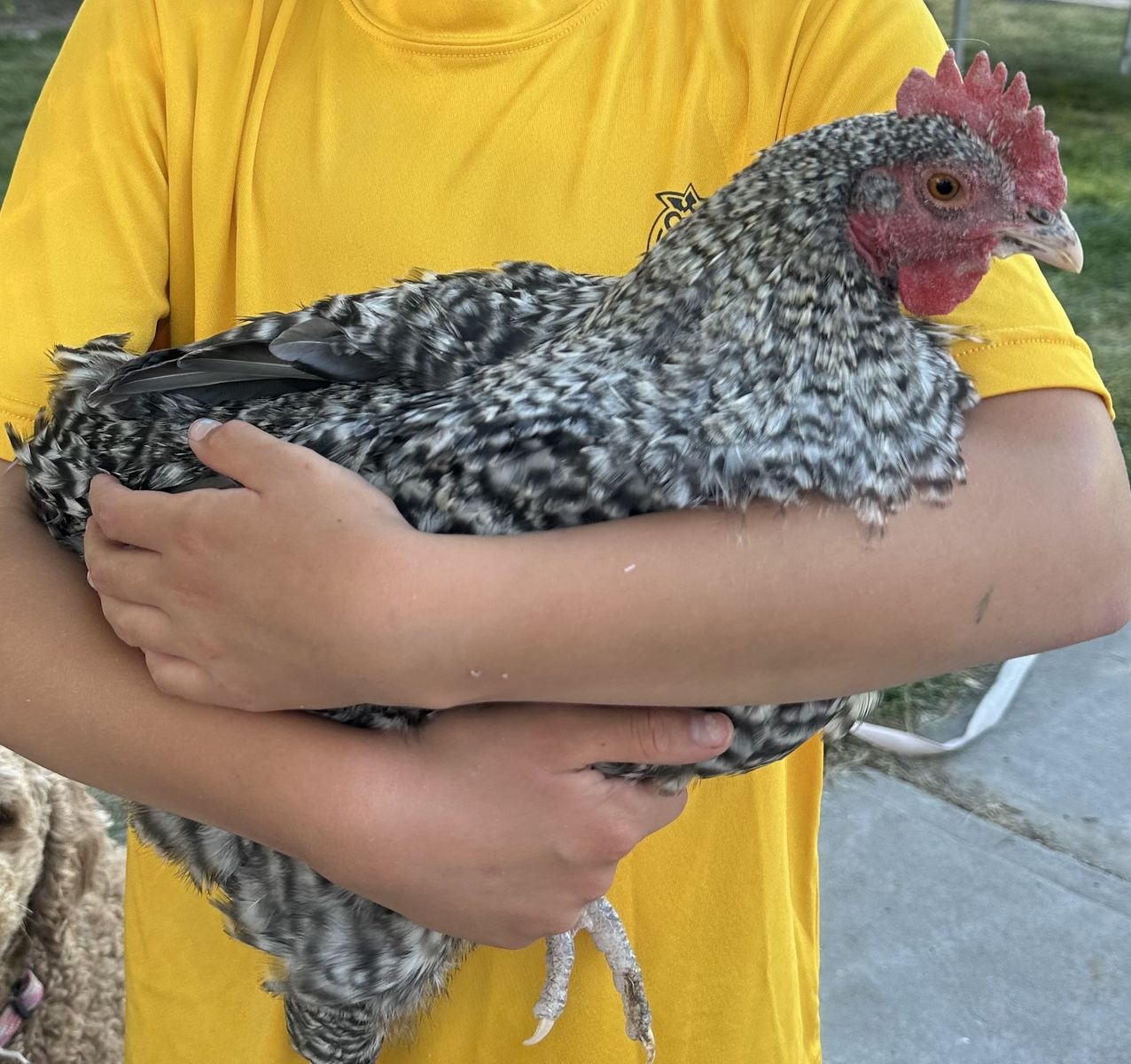 FREE 14 week Olive egger rooster