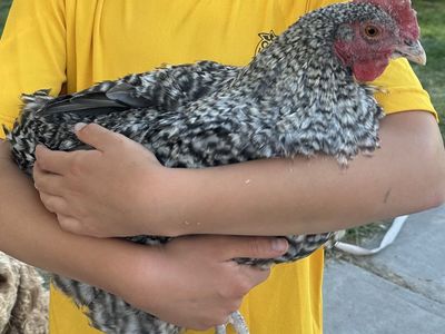 14 week Olive egger rooster. available as a pet not food.