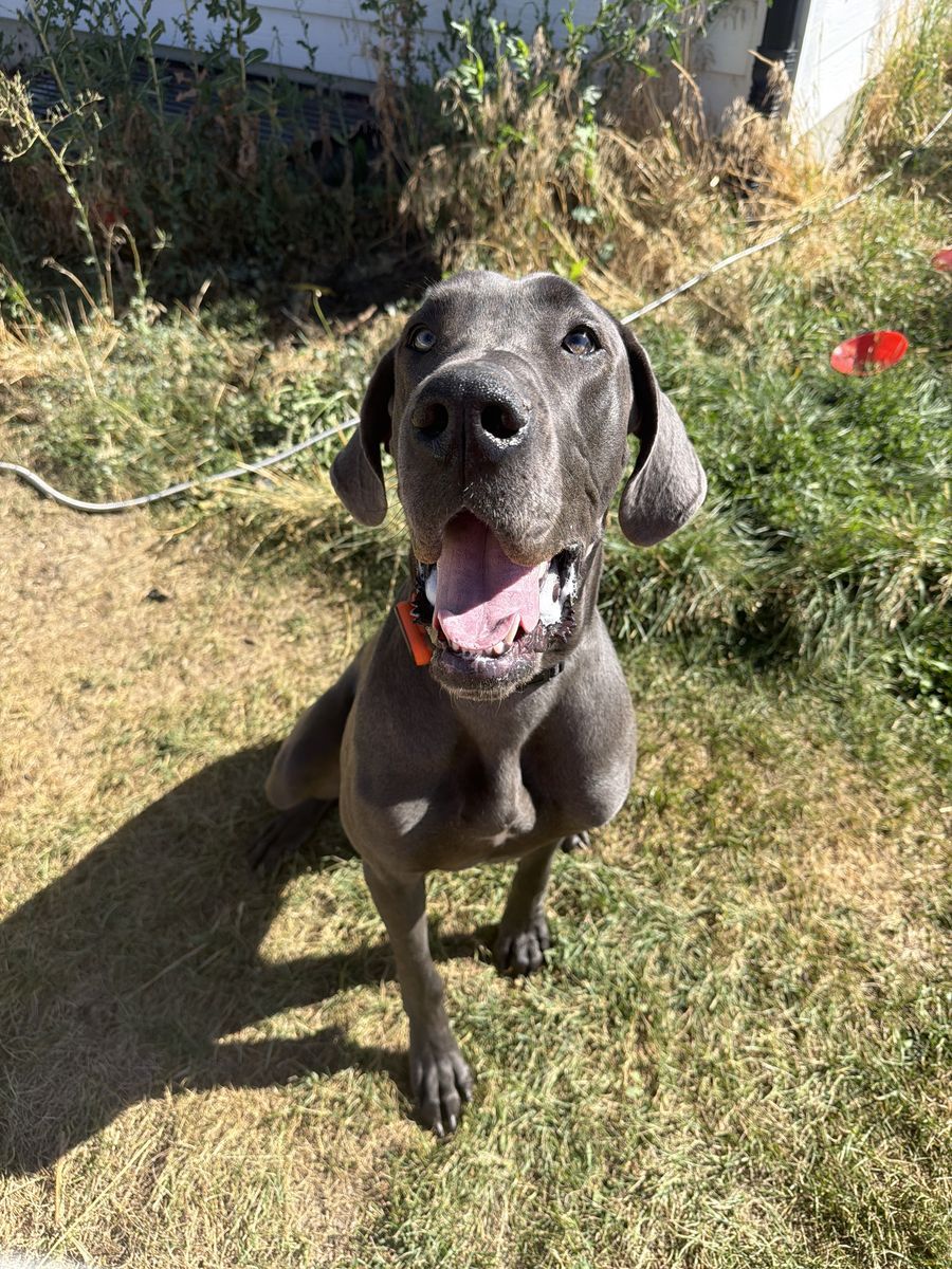 Great Dane AKC PUPPY 10 months old!!!