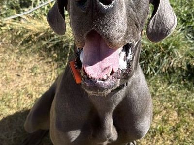 Great Dane AKC PUPPY 10 months old!!!